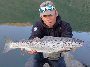 Brown Trout