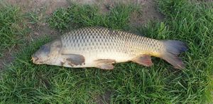 Common Carp