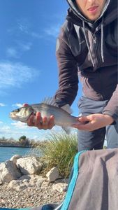 European Bass (Seabass)