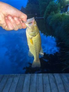 Largemouth Bass