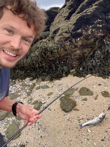 European Bass (Seabass)