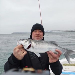 European Bass (Seabass)