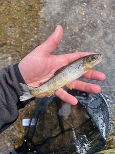 Brown Trout