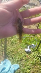 Round Goby