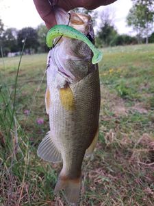 Largemouth Bass