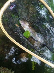 Rainbow Trout