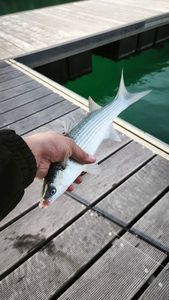 Thicklip Grey Mullet