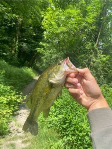Smallmouth Bass