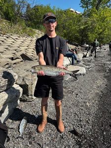 American Shad