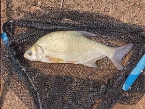 Common Bream