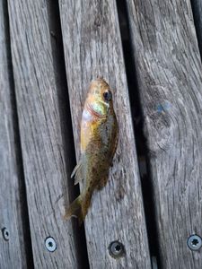 Ruffe