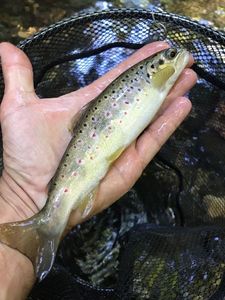 Brown Trout