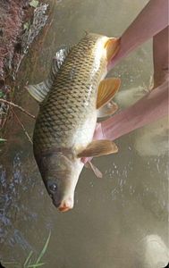 Common Carp