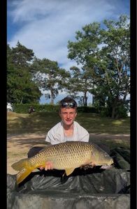 Common Carp