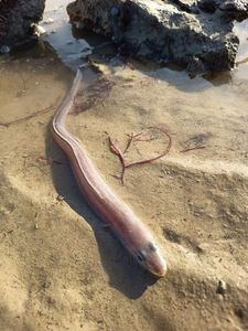 Conger