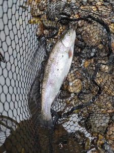 Rainbow Trout
