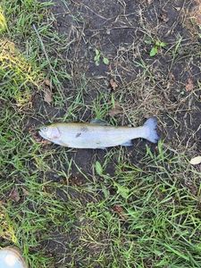 Lake Trout