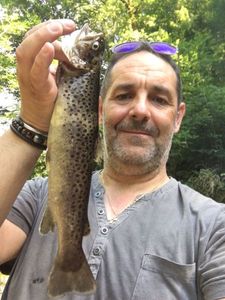 Brown Trout