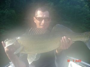 Zander