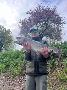 Rainbow Trout