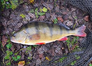 European Perch