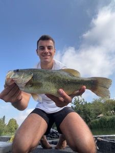 Largemouth Bass