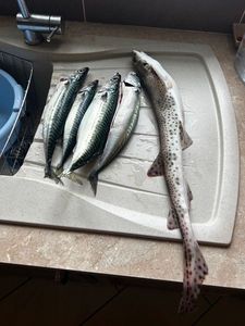 Mackerel