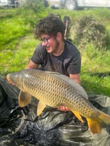 Common Carp