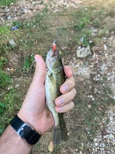 Largemouth Bass