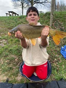 Common Carp