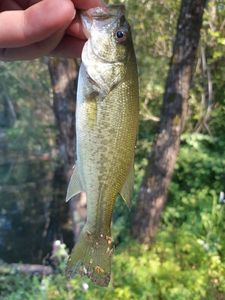 Largemouth Bass