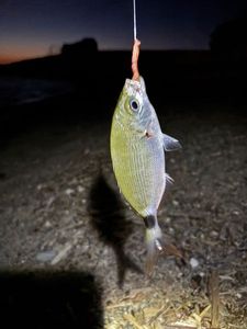Saddled Seabream