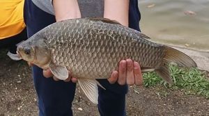 Crucian Carp