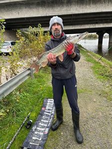 Northern Pike