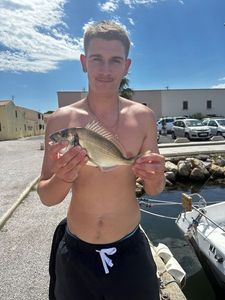 Gilthead Seabream