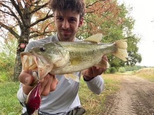 Largemouth Bass