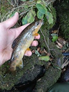 Brown Trout