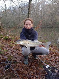 Zander
