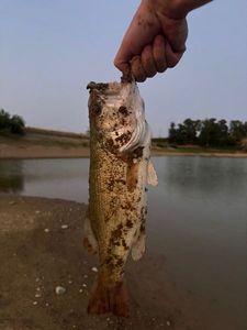 Largemouth Bass