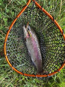 Rainbow Trout