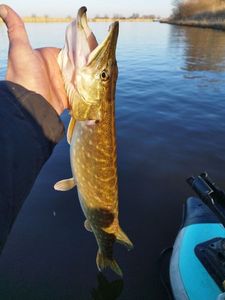 Northern Pike
