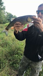 Chub