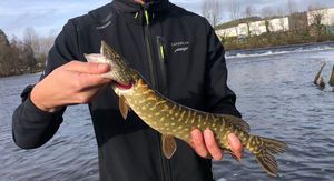 Northern Pike