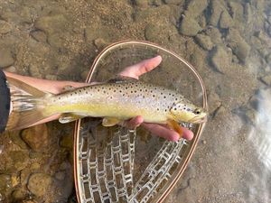 Brown Trout