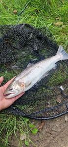 Truite de Mer