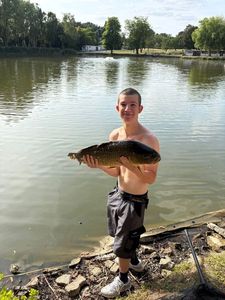 Common Carp