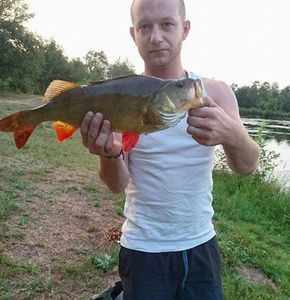 European Perch