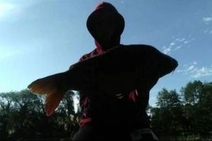 Mirror Carp