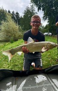 Grass Carp