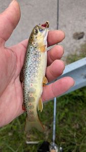 Brown Trout